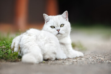 Wall Mural - british shorthair cat lying down outdoors