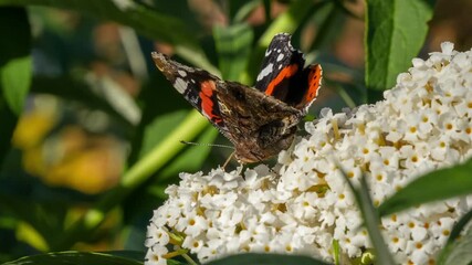 Wall Mural - close-up of a Red Admiral butterfly (Vanessa atalanta) feeding on a buddleja davidii (white profusion) butterfly bush, Wiltshire UK