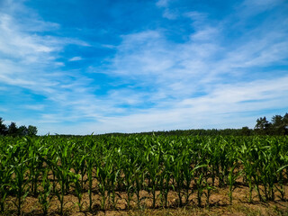 Poster - Landscape of corn field, agriculture.