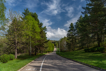 Wall Mural - road in the park