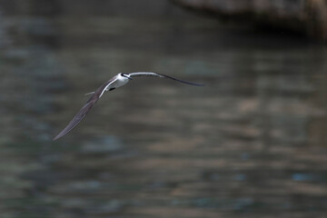 Wall Mural - bridled tern or Onychoprion anaethetus near Elephanta Island Maharashtra, India