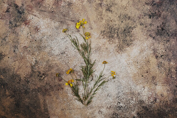 Yellow flower on rustic brown texture background for floral vintage art.