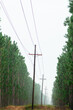 © Andrew Kornylak - Longleaf Pine stands separated by a power line cut in Francis Marion National Forest near Charleston, South Carolina