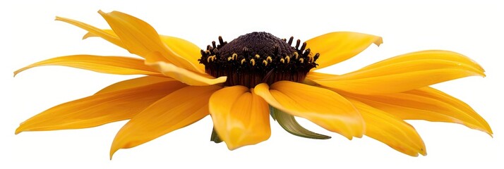 Wall Mural - Clipping path included for a Black Eyed Susan blossom