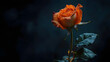 © Daniel - Wilted orange rose on dark background with copy space unique and beautiful with shallow depth of field