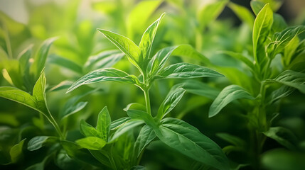 Wall Mural - Close up indoor view of Stevia rebaudiana plant leaves in daylight