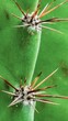 © Raul - Close-up of a green cactus with sharp thorns, showcasing the intricate details of nature's defense mechanisms.