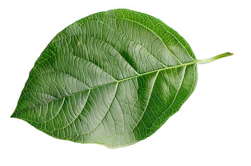 Poster - Pear green leaf isolated on transparent background. Full depth of field.