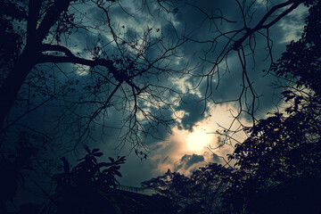 Wall Mural - an image of a lone tree standing steadfast against a backdrop of dark, dramatic clouds, embodying re