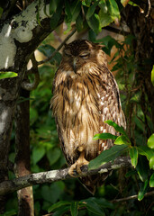 brown fish-owl ketupa bubo zeylonensis is bird in strigidae, native from turkey to south and southea