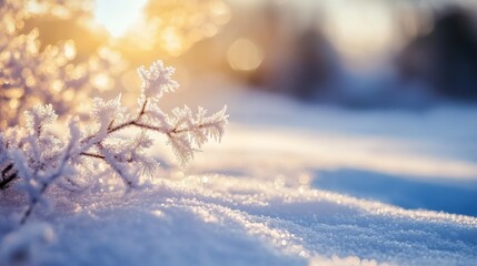 Poster - Frost-Covered Branch in Winter Sunlight