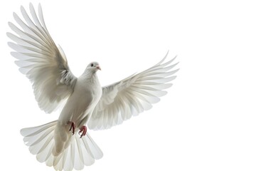 Poster - A peaceful scene of a white dove soaring through the air, its wings spread wide
