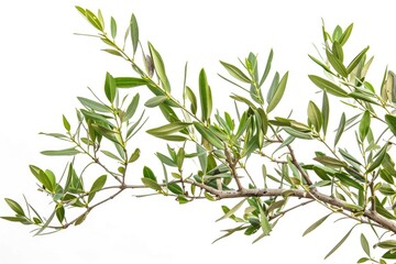 Poster - A single bird sitting on a branch of a tree, surrounded by leaves and possibly other branches