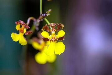 Wall Mural - Flower of the orchid Trichocentrum cebolleta