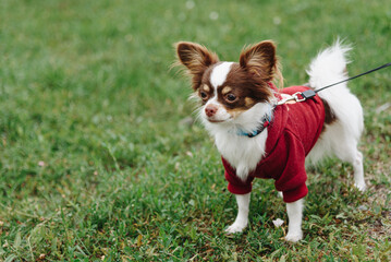 small brown and white chihuahua standing on lawn, green grass in summer park, walking with owner in collar and on leash, dressed in red dog clothes, dogwalking concept, copy space