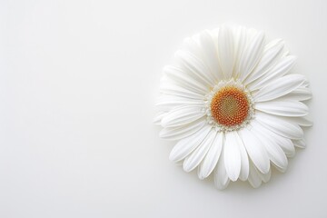 Aufkleber - A single white flower sitting on a clean white surface