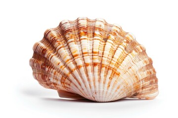 Poster - A close-up shot of a shell on a white surface, suitable for use in design or photography projects