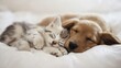 © Eleanor Richards - Cozy Companions: Puppy and Kitten