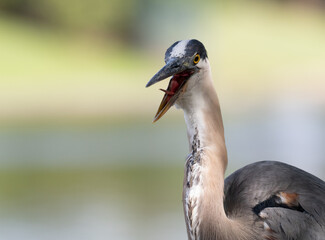 Wall Mural - Close Up of an Overheated Great Blue Heron Fluttering While Looking at the Camera