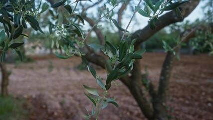 Wall Mural - Closeup of olive tree leaves and branches in an outdoor setting in puglia, italy, featuring lush foliage and natural landscape.