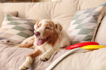 Wall Mural - Cute Australian Shepherd dog with frisbee lying on sofa at home