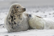 © imageBROKER - Grey seals (Halichoerus grypus), baby with dam at the beach, Island of Dune, Helgoland, Schleswig-Holstein, Germany, Europe