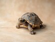 © 2haq - Turtle isolated on paper background