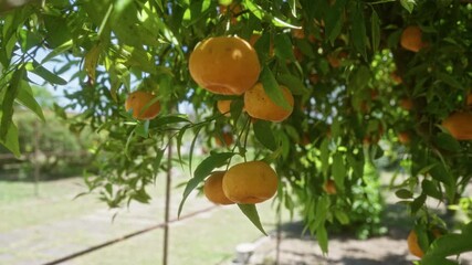 Wall Mural - Juicy mandarins hang from lush green branches in an outdoor garden in puglia, italy, bathed in sunlight, showcasing the vibrant fruit in a natural setting.