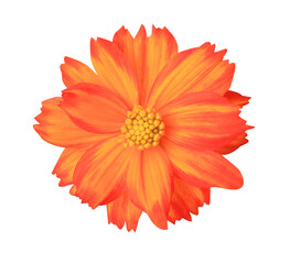 Wall Mural - Mexican aster or Cosmos flowers. Close up red-orange single flower isolated on transparent background.