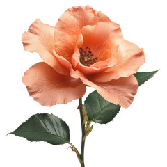 Peach rose with green leaves on white background, cut out - stock png.