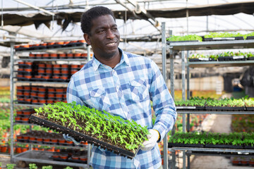 Wall Mural - Satisfied farm worker holding a box with seedling seedlings