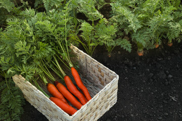 Canvas Print - Fresh ripe carrots with green leaves in wicker basket in garden