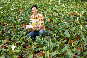 Wall Mural - Asian woman gardener looking at camera while taking care of plants in greenhouse.