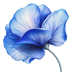 Wall Mural - PNG Delicate blue flower with soft petals