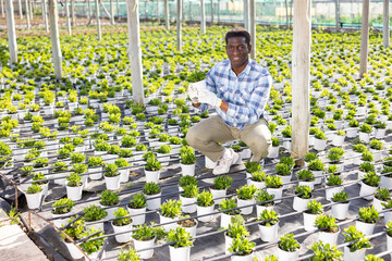 Wall Mural - Hardworking african american farmer working in a greenhouse is engaged in growing flowers in pots