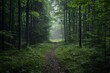 © InfiniteStudio - A serene path through a misty green forest at dawn, inviting exploration and tranquility amidst nature's beauty. Generative AI