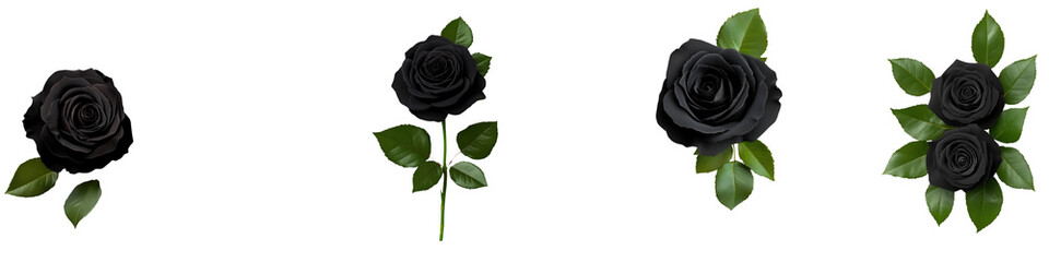 Wall Mural - Black Rose Flower Arrangements, Perfect for Invitations and Floral Designs