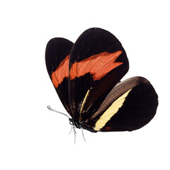 Wall Mural - Beautiful butterfly isolated on a white background.