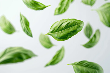 Flying green basil leaves, isolated on white background, food levitation