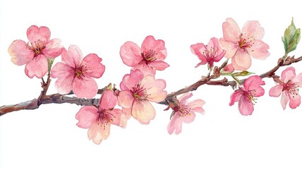 Elegant Cherry Blossom Frame in Watercolor Style with Pink Flowers, Perfect for Springtime Designs