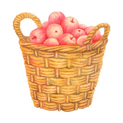 Large basket full of ripe red apples. Fresh fruit in wicker pannier with two handle. Farm organic food. Isolated Watercolor vintage illustration for rustic prints design, healthy food fair advertising