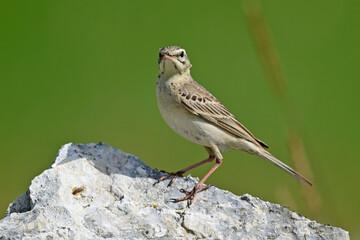 Canvas Print - Tawny Pipit // Brachpieper (Anthus campestris) 