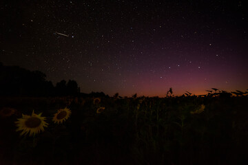 shooting star from the perseid shower in august and a field of sunflowers. night photo.