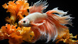 © alexkich - Colourful Betta fish,Siamese fighting fish in movement isolated on black background.