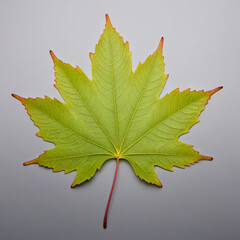 a green maple leaf
