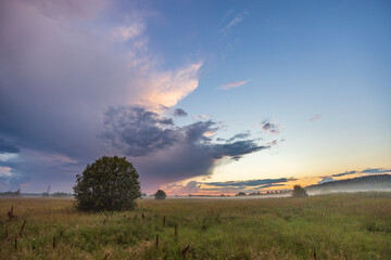Wall Mural - a field with a tree in the foreground and a large cloud in the background