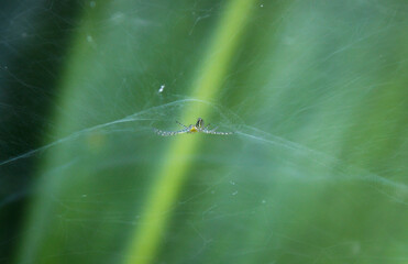 selective focus close up micro or macro of a small spider in the middle of its web or nest, building a spider web on a leaf or waiting for prey during the day in the garden