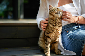 cute striped domestic cat basks in the sun sitting on a ladder step, light-skinned woman's hands pet