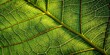 © sarinya - Organic leaf shadow photography capturing intricate patterns and textures in nature , organic, leaf, shadow, photography