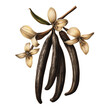 © nicole - Vintage botanical illustration of vanilla pods isolated on a transparent background
